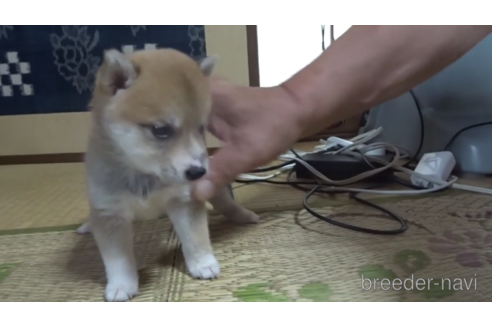 成約済の佐賀県の豆柴-151136の2枚目